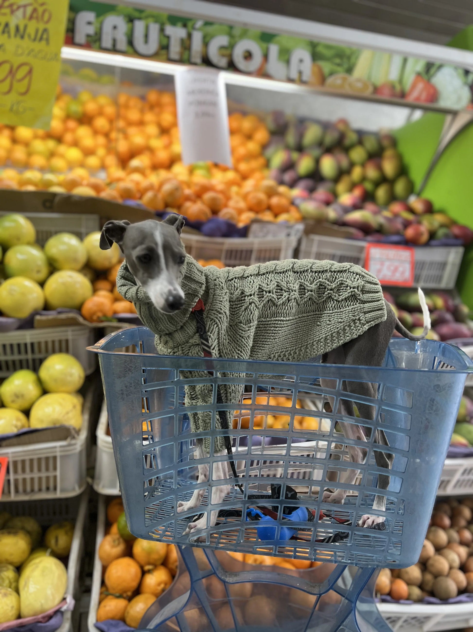 Chunky Turtleneck Cableknit Sweater in Sage for Italian Greyhound/Whippet