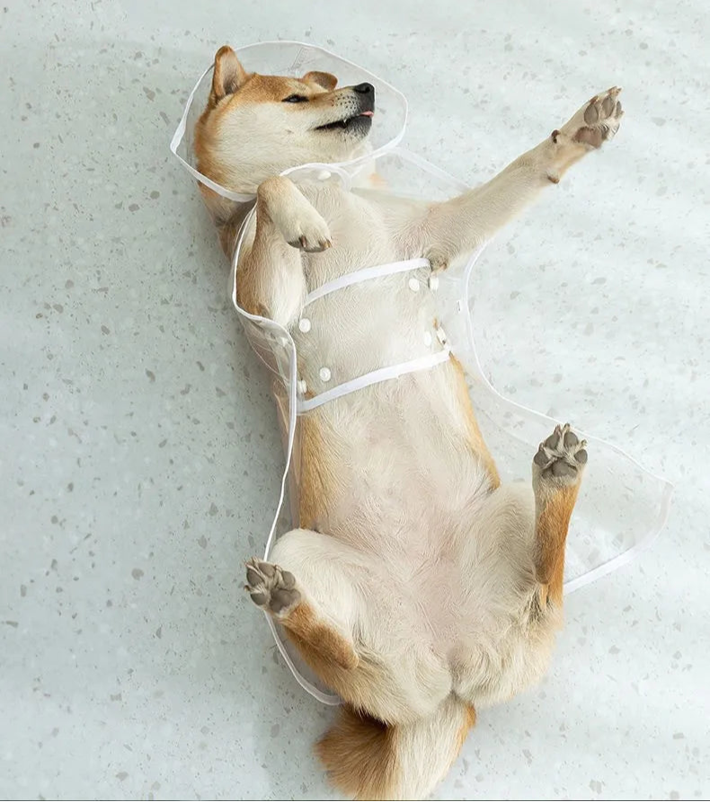 Transparent Dog Raincoat